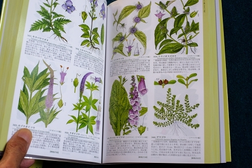 カフェで眺めて愉しい 牧野富太郎の植物図鑑（牧野図鑑） その特徴と